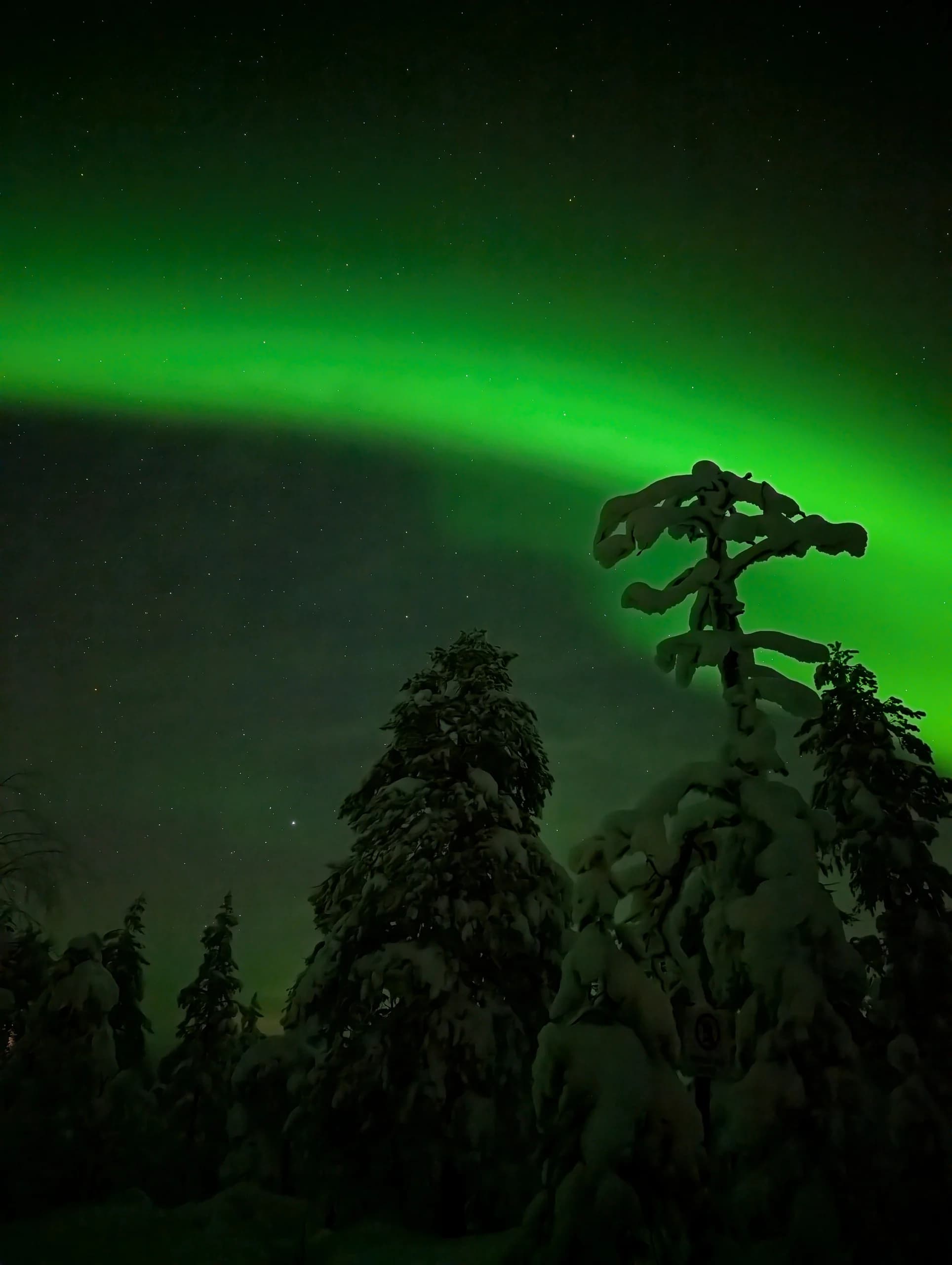 Bright green northern lights above snow-covered pine trees