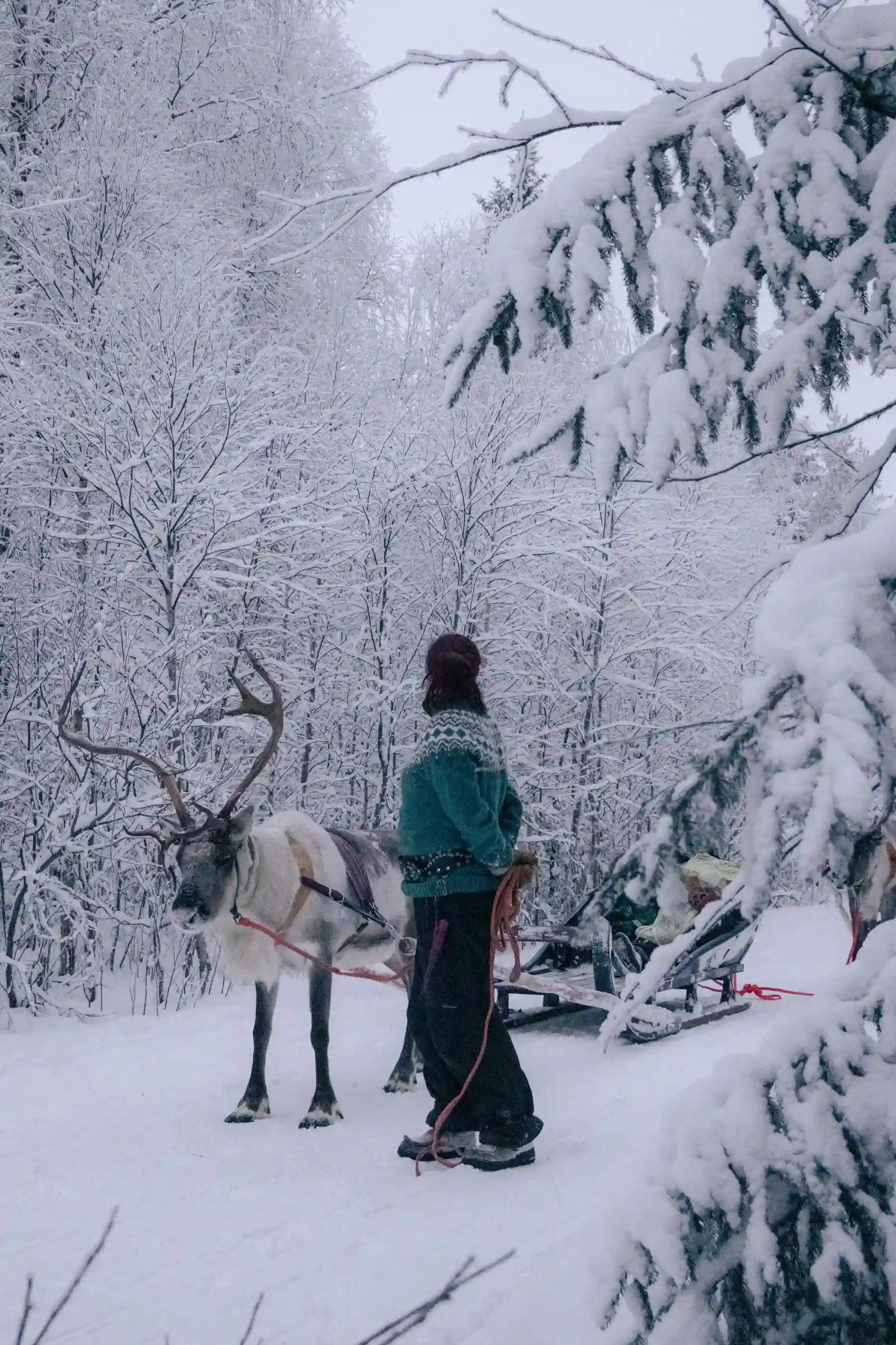 Reindeer in a snowy forest